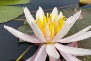 Нимфея Арк энд сиель, белый с розовым